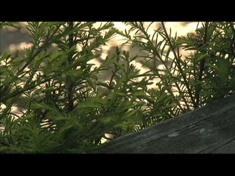 The Witch Golf Links